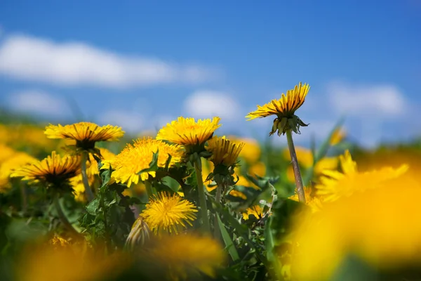 Dandelions dolu baharda alan — Stok fotoğraf