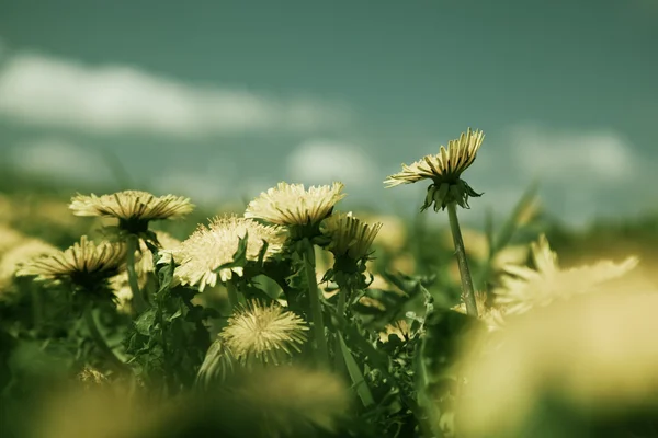 Field full of dandelions in grunge mood — Stock Photo, Image