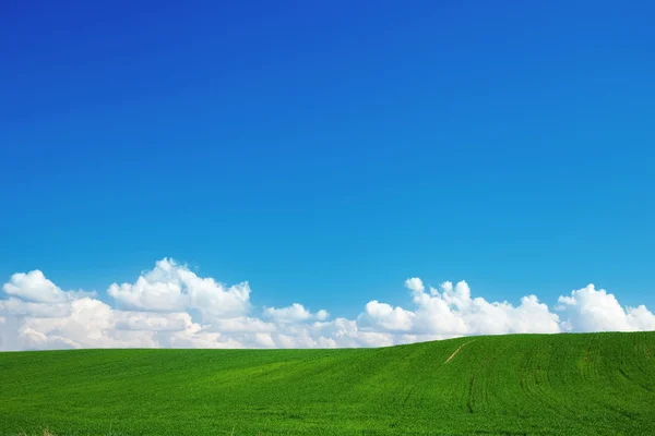 Grön sommar landskap — Stockfoto