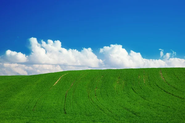 Groene zomer landschap — Stockfoto