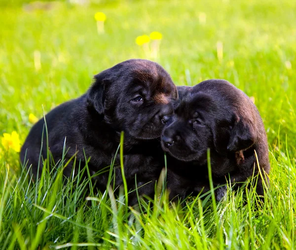 Deux chiens, chiots sur l'herbe — Photo