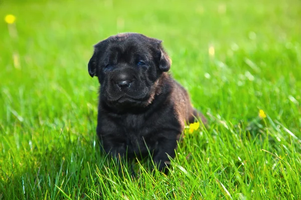 Pes, štěně v trávě — Stock fotografie