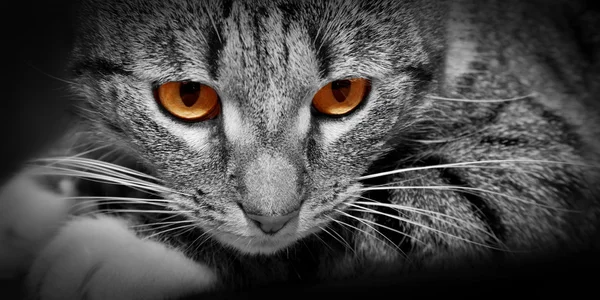 Kat met enge rood gloeiende ogen — Stockfoto