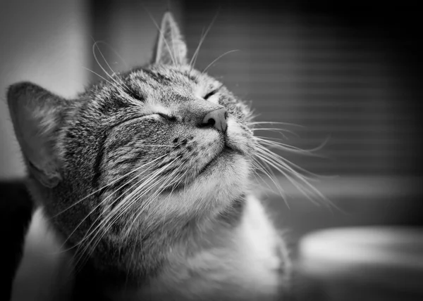 Happy portrait de chat souriant — Photo