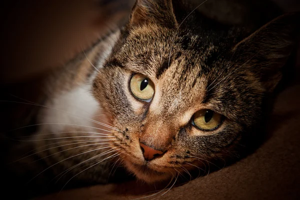 Retrato facial de gato — Fotografia de Stock