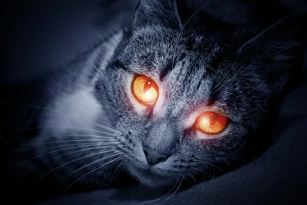 무서운 붉은 빛나는 눈을 가진 고양이 — 스톡 사진
