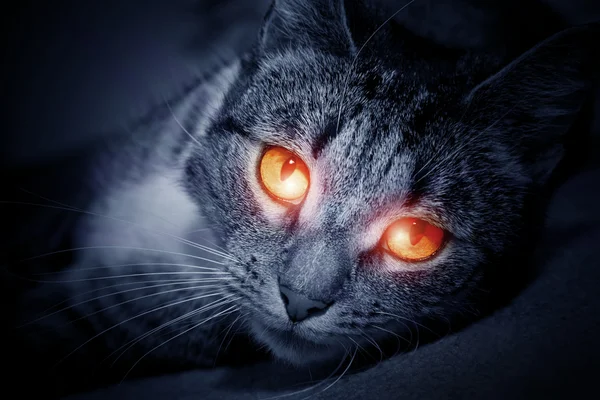 Gato con aterradores ojos rojos brillantes — Foto de Stock