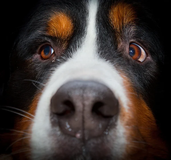 Bernese Mountain Dog portret — Fotografie, imagine de stoc