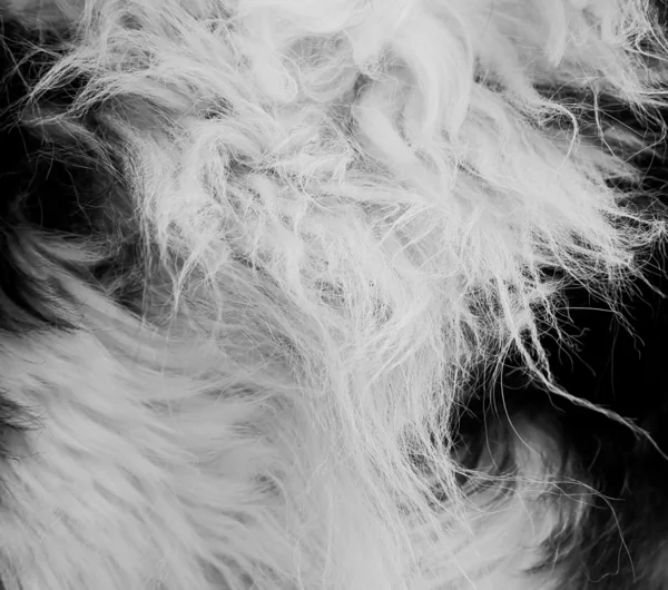 Animal fur background — Stock Photo, Image