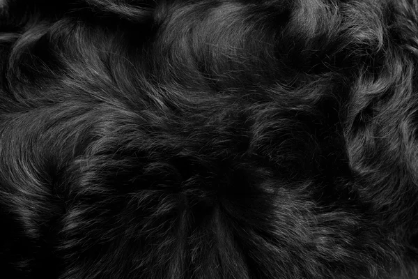 Animal fur background — Stock Photo, Image