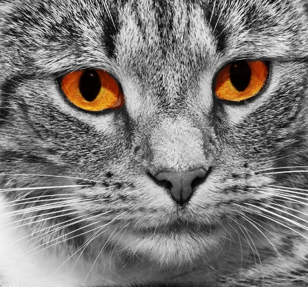 Gato com olhos brilhantes vermelhos assustadores — Fotografia de Stock