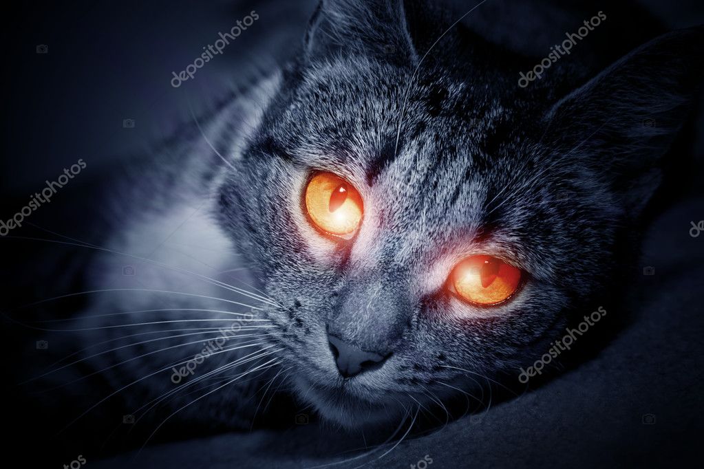 glowing cat eyes