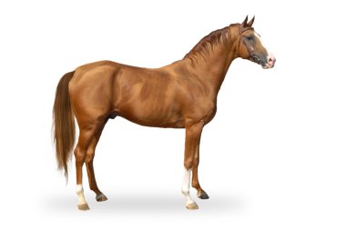 Red warmbllood horse isolated on white clipart