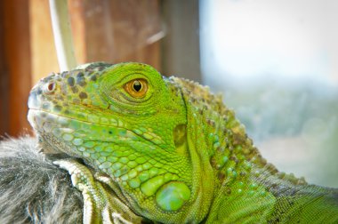 Yeşil iguana terrarium branchin üzerinde dinlenme