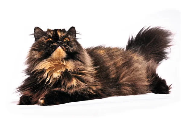 Persian tortie cat on the white background — Stock Photo, Image