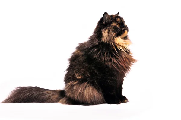 Persische schildpatt Katze auf dem weißen Hintergrund — Stockfoto