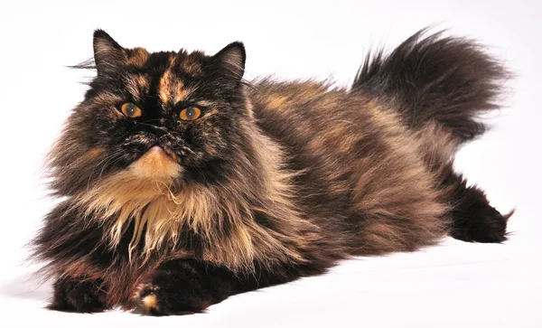 Persische schildpatt Katze auf dem weißen Hintergrund — Stockfoto