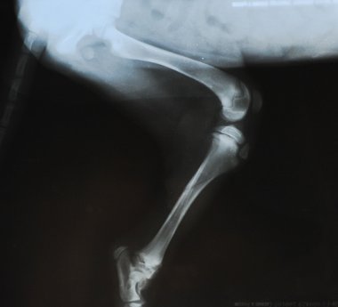 x-ışını kırık bir köpek yavrusu Tibia