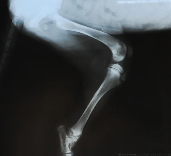 Fractura de raios-X na tíbia de um cachorro — Fotografia de Stock