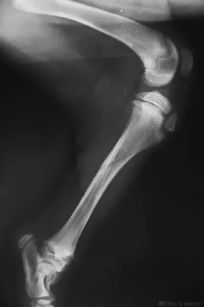 Röntgen fraktur i tibia för en valp Stockfoto