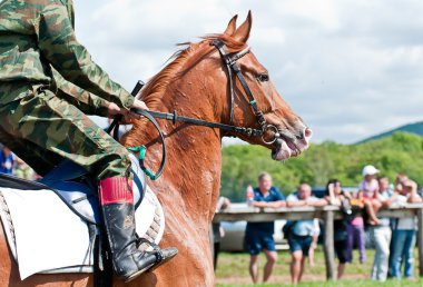 Racing horse befor the start clipart