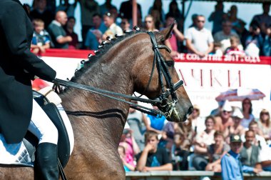 Beautiful sport dressage horse clipart