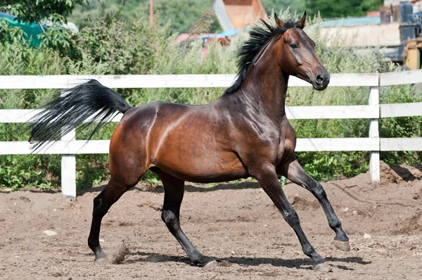 Лошадь бежит галопом по паддоку — стоковое фото
