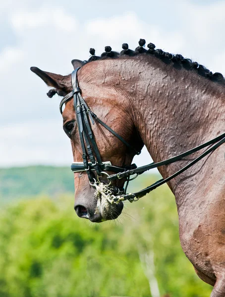 Krásné sportovní drezura koní — Stock fotografie