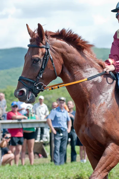 Race horse befor de start — Stockfoto