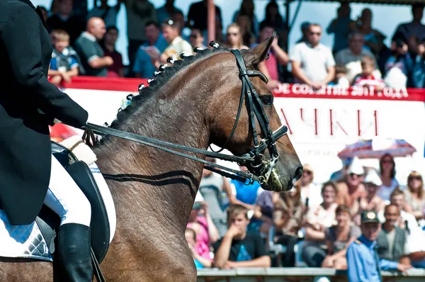 Piękne sportowe ujeżdżenia konia — Zdjęcie stockowe