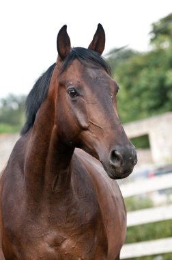 Portrait bay horse in the paddock clipart