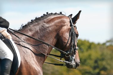 Beautiful sport dressage horse clipart