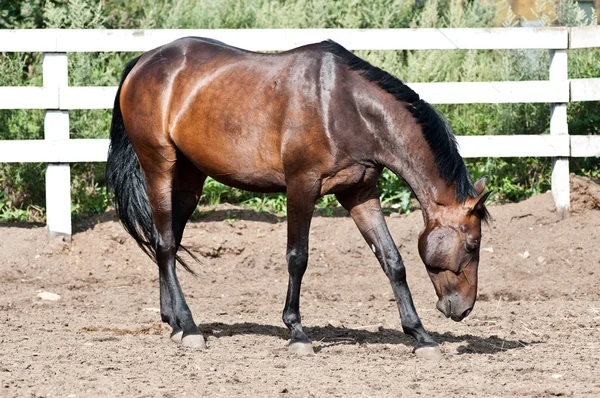 Baai paard in de paddock — Stockfoto