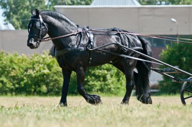 Black friesian horse carriage driving clipart