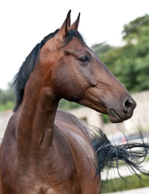 Portrait bay horse in the paddock clipart