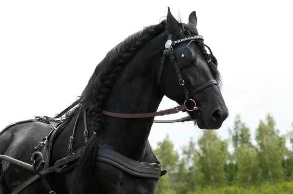 Portré fekete fríz ló kocsizás — Stock Fotó