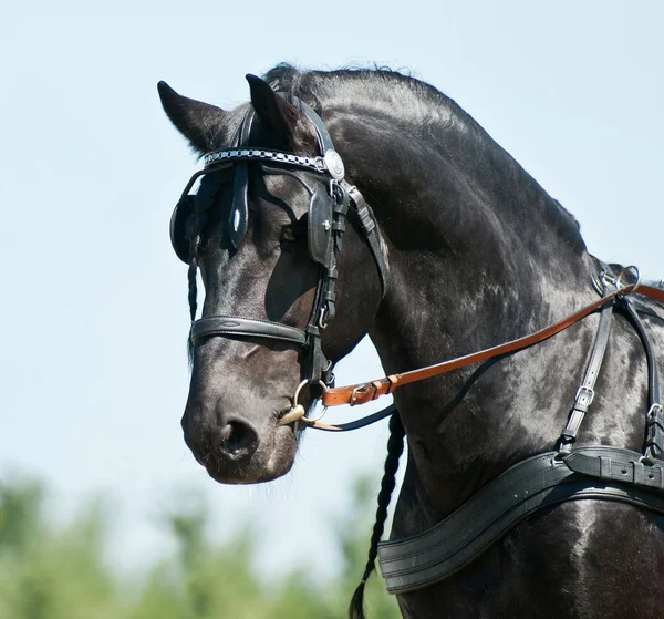 Portrait black friesian horse carriage driving — Stock Photo, Image