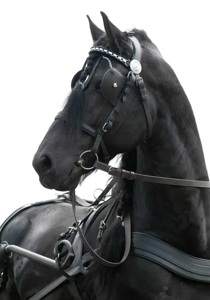 Portrét černý Fríský kůň kočár jízdy — Stock fotografie