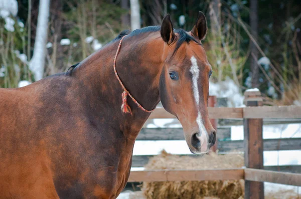 Cheval de baie sur le paddock d'hiver — Photo