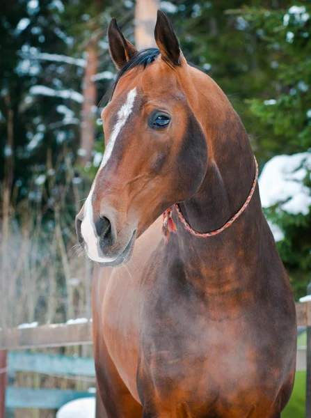 Cavallo di baia sul paddock invernale — Foto Stock
