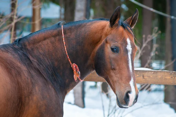 Bay horse on winter's paddock — Stock Photo, Image