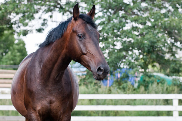 Portrait bay horse in the paddock