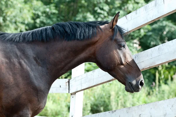 パドックで馬を湾の肖像画 — ストック写真