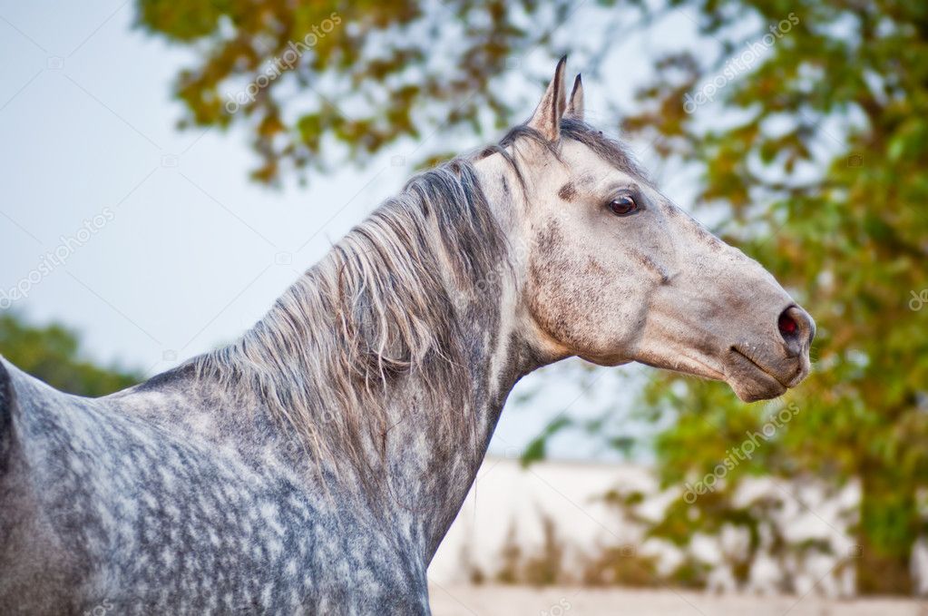 Evening portrait gray horse on ranch paddo