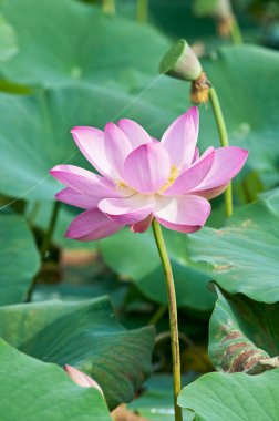 Kutsal lotus çiçek yaşayan fosil (yakın)