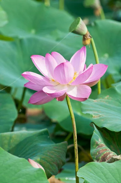 Sacred lotus flower living fossil (close up) — Stok Foto