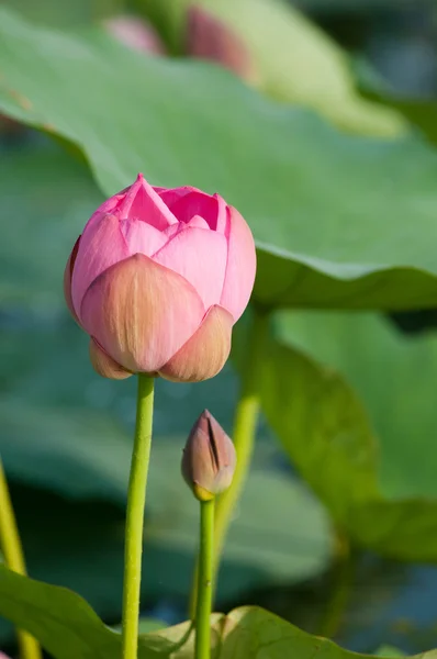 Sacred lotus flower living fossil (close up) — Stock Photo, Image