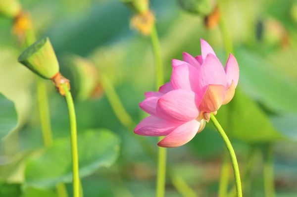 Flor sagrada de loto fósil vivo (primer plano ) — Foto de Stock