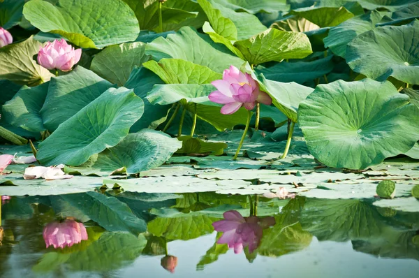 Szent lotus flower élő kövület (közelről) — Stock Fotó