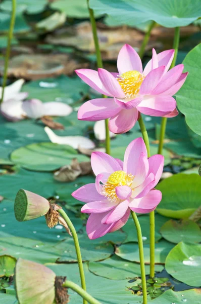 Sacred lotus flower living fossil (close up) — Stock Photo, Image